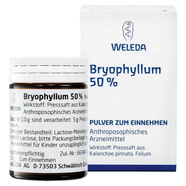 Bryophyllum 50% Pulver zum Einnehmen, 50 g