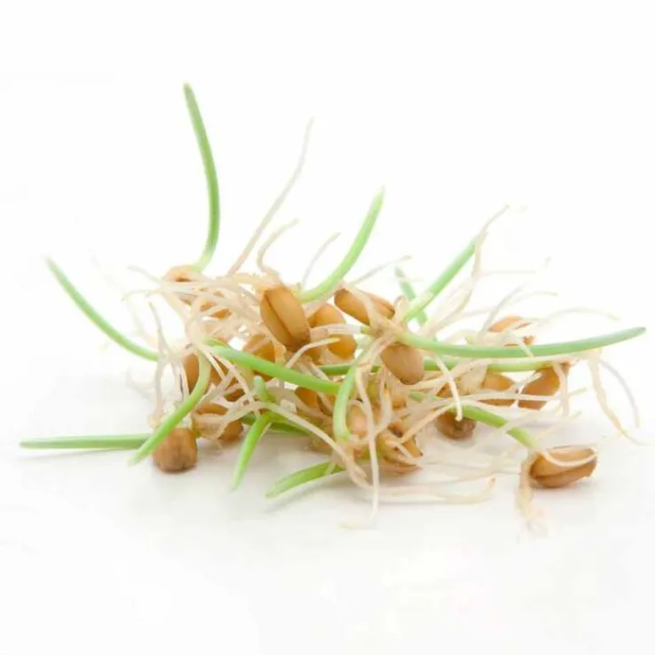 Fermentura Spermidin Kapseln, 30 St