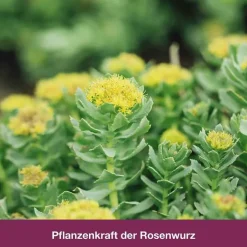 rhodioLoges® 200 mg Filmtabletten, 60 St