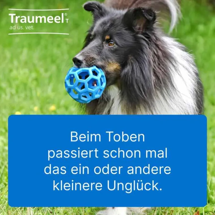 Traumeel T ad us. vet. Tabletten für Hund und Katze, 250 St