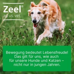Zeel® ad us. vet. Tabletten, 100 St