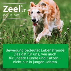 Zeel® LT ad us. vet. Tabletten, 500 St